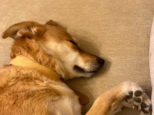 Perro durmiendo en el sillón de su cuidador