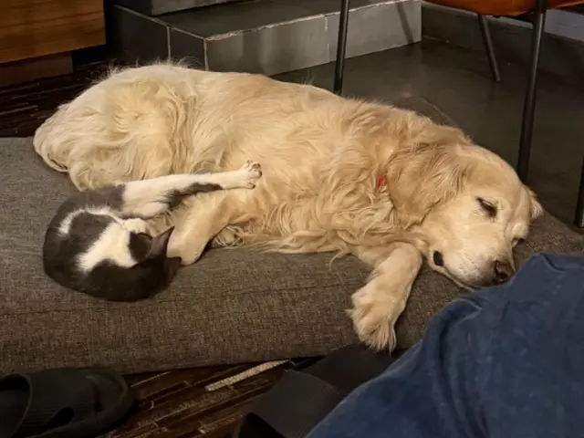 Perro y gato durmiendo juntos en su casa mientras el cuidador los acompaña