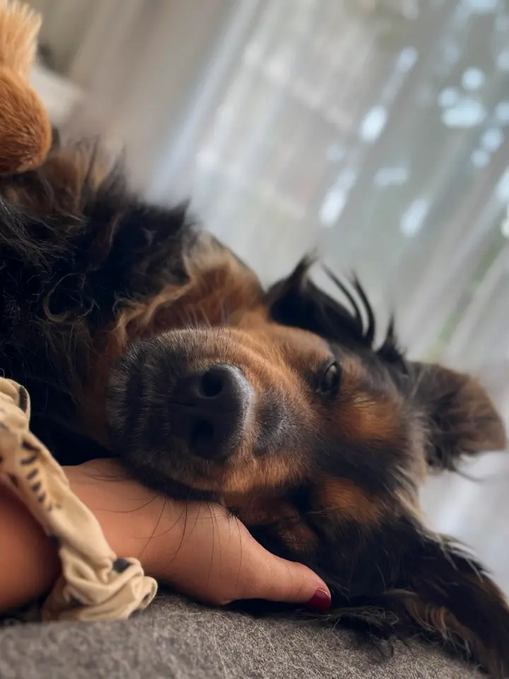 Perro descansando en el sillón junto a su cuidador